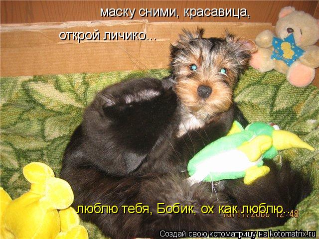 маску сними, красавица, открой личико... люблю тебя, Бобик, ох как люблю...... Котоматрица: маску сними, красавица, открой личико... люблю тебя, Бобик, ох как люблю...