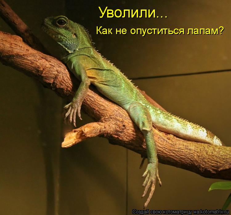 Уволили... Как не опуститься лапам?... Котоматрица: Уволили... Как не опуститься лапам?