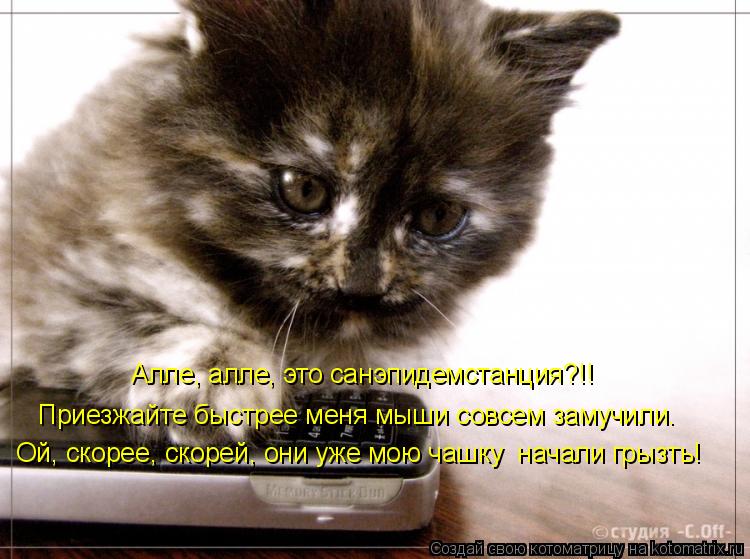 Алле, алле, это санэпидемстанция?!! Приезжайте быстрее меня мыши совсем замучили. Ой, скорее, скоре... Котоматрица: Алле, алле, это санэпидемстанция?!! Приезжайте быстрее меня мыши совсем замучили. Ой, скорее, скорей, они уже мою чашку начали грызть!