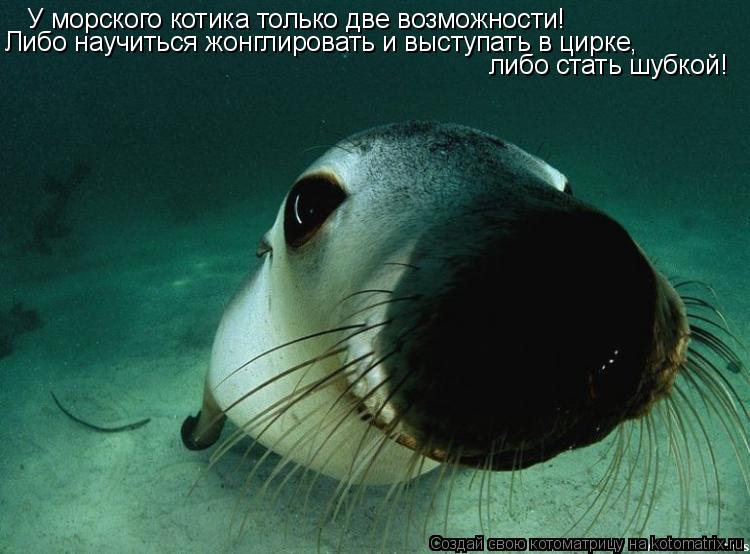 У морского котика только две возможности! Либо научиться жонглировать и выступать в цирке, либо стать... Котоматрица: У морского котика только две возможности! Либо научиться жонглировать и выступать в цирке, либо стать шубкой!