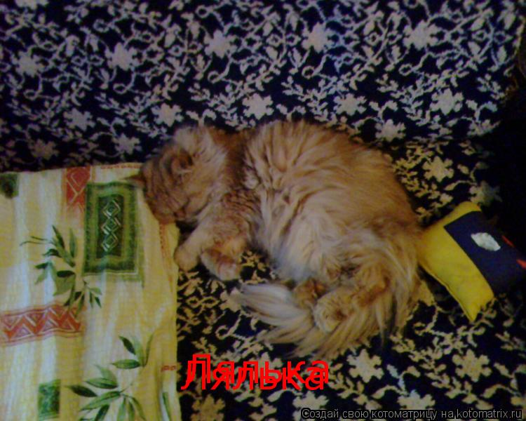 Лялька Лялька... Котоматрица: Лялька Лялька
