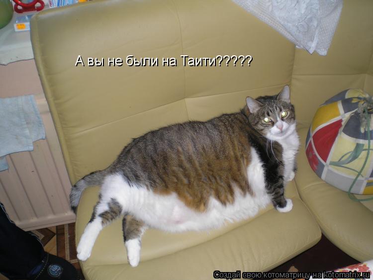 А вы не были на Таити?????... Котоматрица: А вы не были на Таити?????