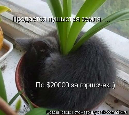 Продаётся пушыстая земля..... По $20000 за горшочек..)... Котоматрица: Продаётся пушыстая земля..... По $20000 за горшочек..)