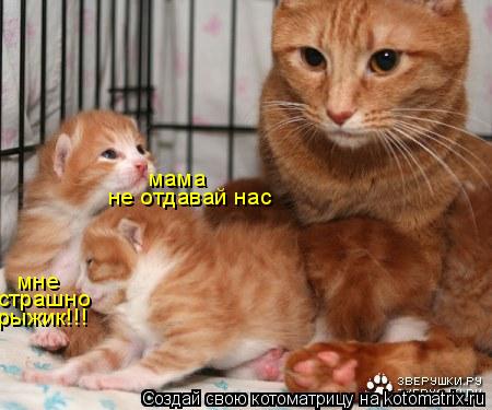 Котоматрица: не отдавай нас мама мне  страшно рыжик!!!
