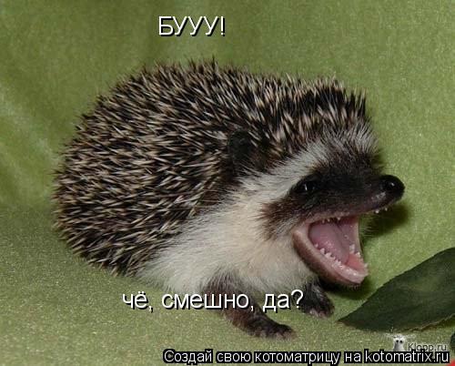 БУУУ! чё, смешно, да?... Котоматрица: БУУУ! чё, смешно, да?