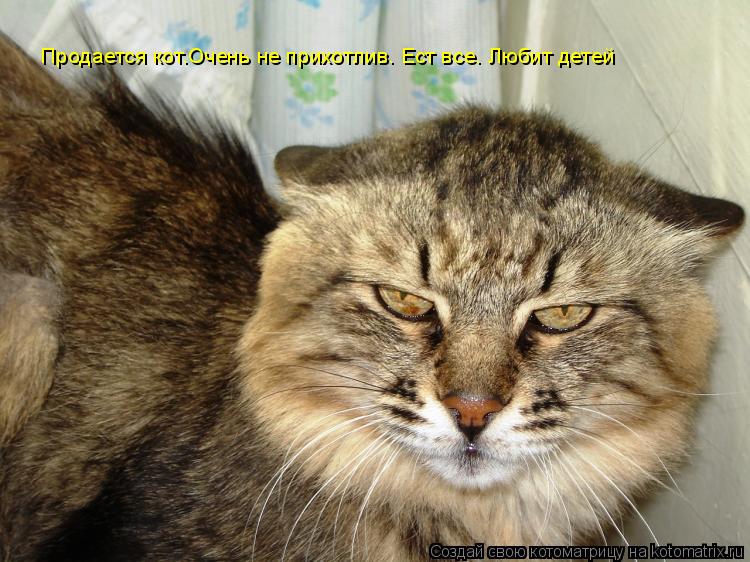 Пpодается кот.Очень не пpихотлив. Ест все. Любит детей... Котоматрица: Пpодается кот.Очень не пpихотлив. Ест все. Любит детей
