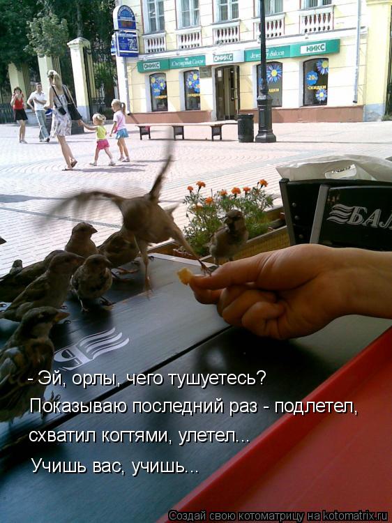 - Эй, орлы, чего тушуетесь? Показываю последний раз - подлетел, схватил когтями, улетел... Учишь вас,... Котоматрица: - Эй, орлы, чего тушуетесь? Показываю последний раз - подлетел, схватил когтями, улетел... Учишь вас, учишь...