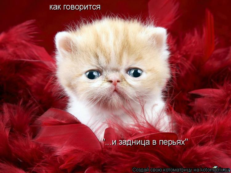 Котоматрица: как говорится "...и задница в перьях"