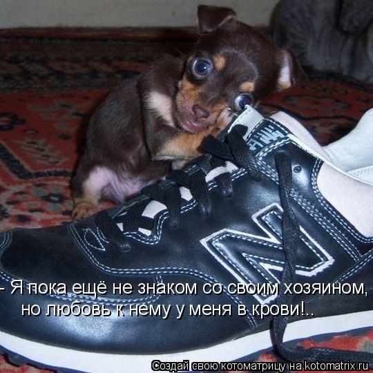 - Я пока ещё не знаком со своим хозяином, но любовь к нему у меня в крови!..... Котоматрица: - Я пока ещё не знаком со своим хозяином, но любовь к нему у меня в крови!..