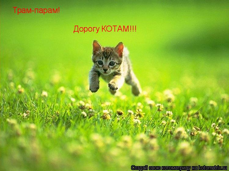 Трам-парам! Дорогу КОТАМ!!!... Котоматрица: Трам-парам! Дорогу КОТАМ!!!