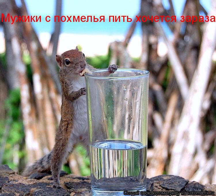 Мужики с похмелья пить хочется зараза... Котоматрица: Мужики с похмелья пить хочется зараза