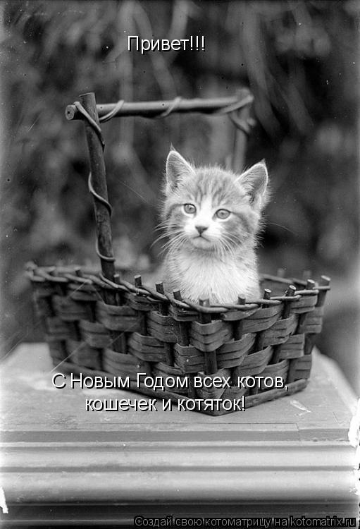 Привет!!! С Новым Годом всех котов, кошечек и котяток!... Котоматрица: Привет!!! С Новым Годом всех котов, кошечек и котяток!