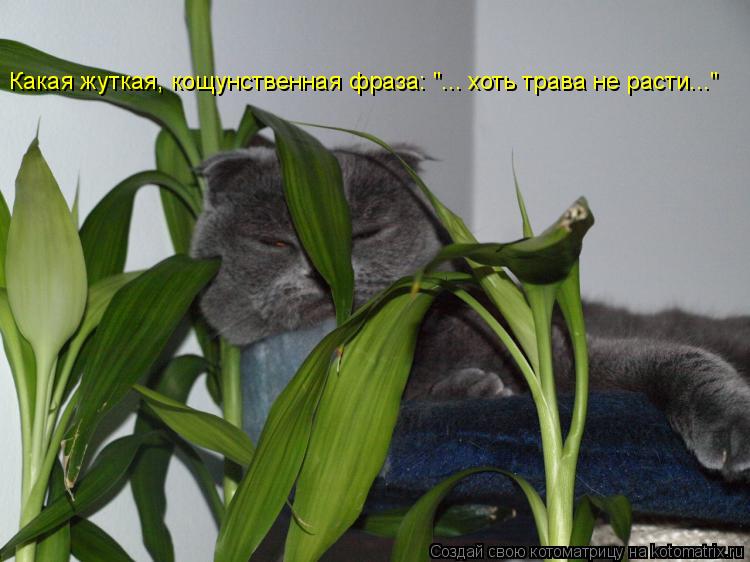Котоматрица: Какая жуткая, кощунственная фраза: "... хоть трава не расти..."