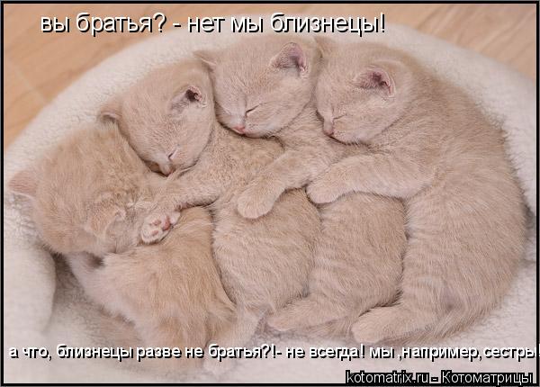 вы братья? - нет мы близнецы! а что, близнецы разве не братья?!- не всегда! мы ,например,сестры!... Котоматрица: вы братья? - нет мы близнецы! а что, близнецы разве не братья?!- не всегда! мы ,например,сестры!