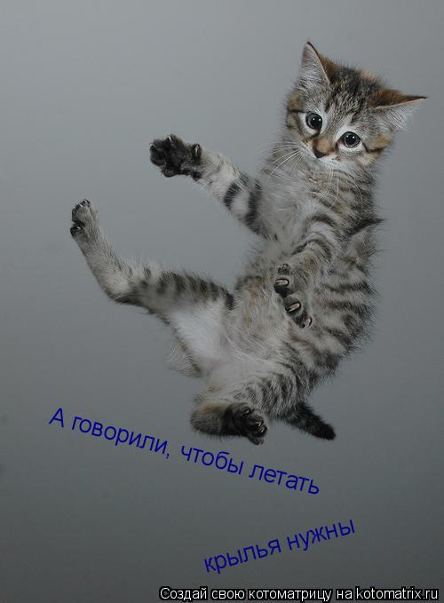 А говорили, чтобы летать крылья нужны... Котоматрица: А говорили, чтобы летать крылья нужны