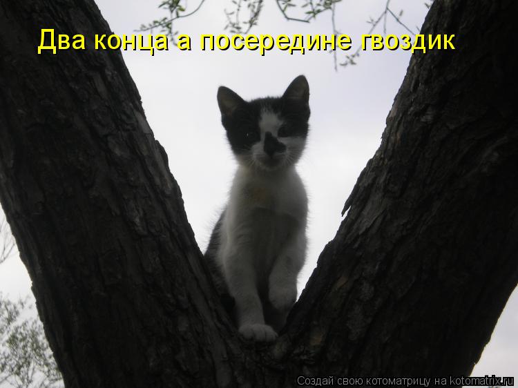 Два конца а посередине гвоздик... Котоматрица: Два конца а посередине гвоздик