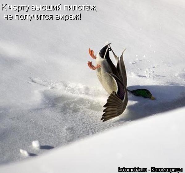 К черту высший пилотаж, не получится вираж!... Котоматрица: К черту высший пилотаж, не получится вираж!