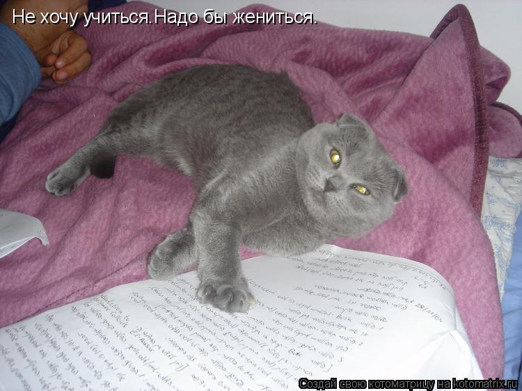 Не хочу учиться.Надо бы жениться.... Котоматрица: Не хочу учиться.Надо бы жениться.