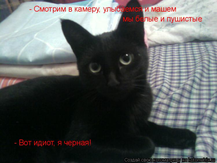 - Смотрим в камеру, улыбаемся и машем мы белые и пушистые - Вот идиот, я черная!... Котоматрица: - Смотрим в камеру, улыбаемся и машем мы белые и пушистые - Вот идиот, я черная!