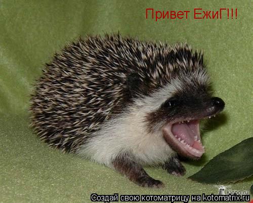 Котоматрица: Привет ЕжиГ!!!