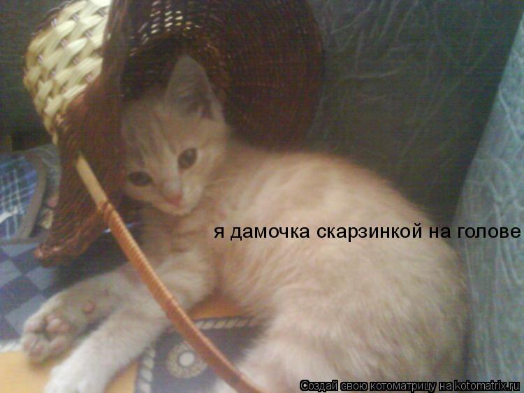 я дамочка скарзинкой на голове... Котоматрица: я дамочка скарзинкой на голове