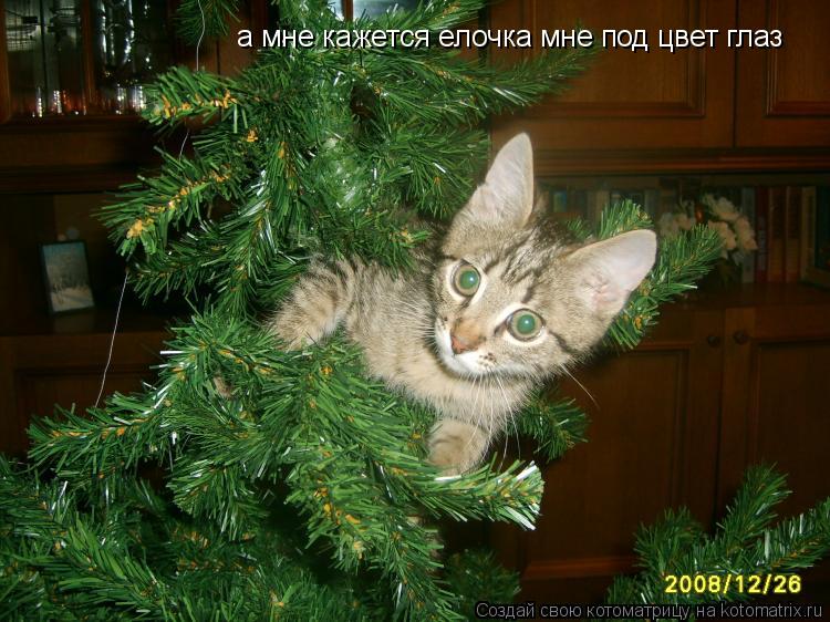 а мне кажется елочка мне под цвет глаз... Котоматрица: а мне кажется елочка мне под цвет глаз
