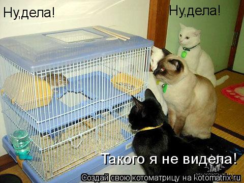 Ну,дела! Ну,дела! Такого я не видела!... Котоматрица: Ну,дела! Ну,дела! Такого я не видела!
