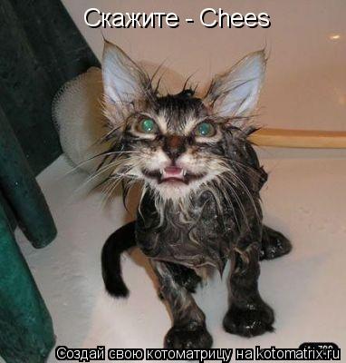 Скажите - Сhees... Котоматрица: Скажите - Сhees