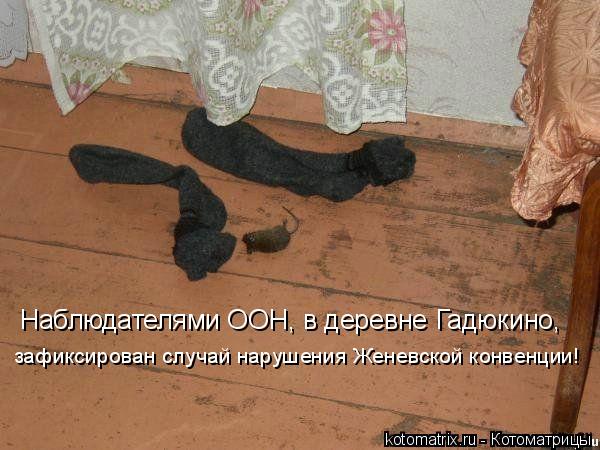 Наблюдателями ООН, в деревне Гадюкино, зафиксирован случай нарушения Женевской конвенции!... Котоматрица: Наблюдателями ООН, в деревне Гадюкино, зафиксирован случай нарушения Женевской конвенции!