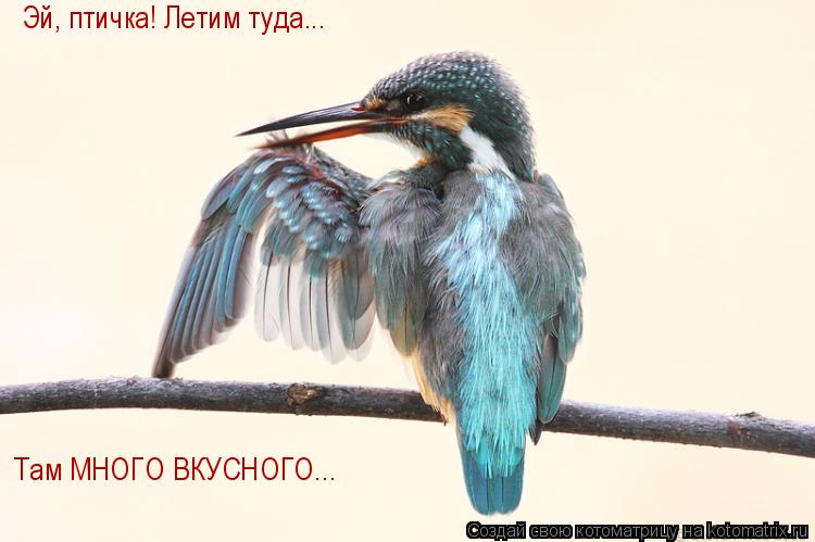 Эй, птичка! Летим туда... Там МНОГО ВКУСНОГО... Там МНОГО ВКУСНОГО...... Котоматрица: Эй, птичка! Летим туда... Там МНОГО ВКУСНОГО... Там МНОГО ВКУСНОГО...