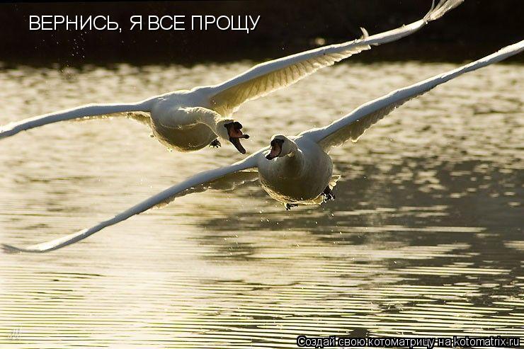 ВЕРНИСЬ, Я ВСЕ ПРОЩУ... Котоматрица: ВЕРНИСЬ, Я ВСЕ ПРОЩУ