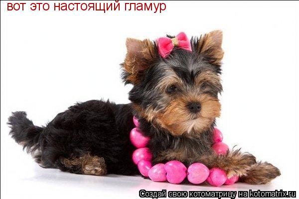 вот это настоящий гламур... Котоматрица: вот это настоящий гламур
