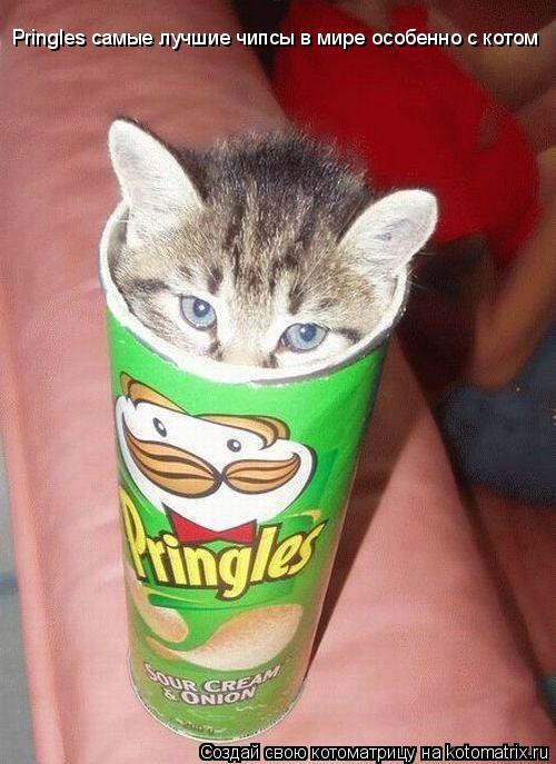 Pringles самые лучшие чипсы в мире особенно с котом... Котоматрица: Pringles самые лучшие чипсы в мире особенно с котом