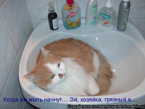 Котоматрица: Когда же мыть начнут.... Эй, хозяйка, грязный я....