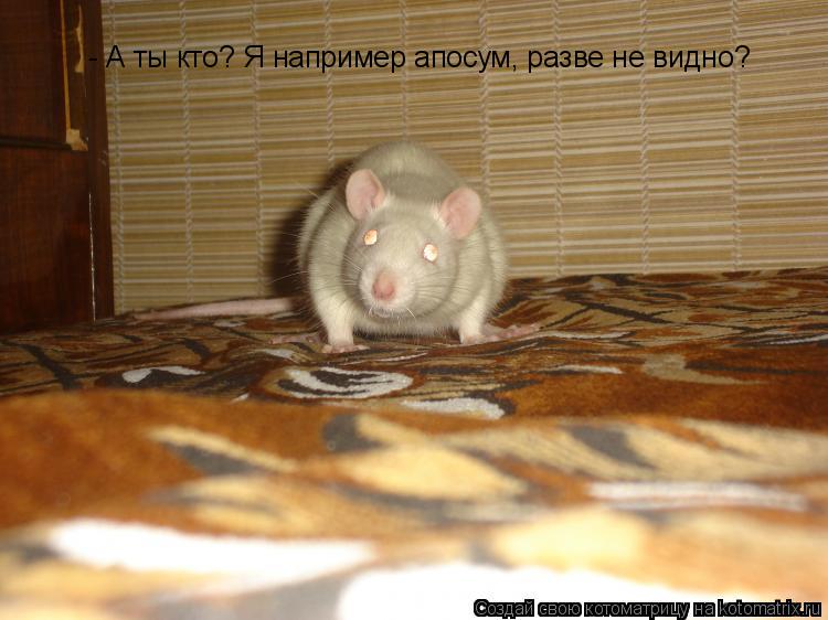 - А ты кто? Я например апосум, разве не видно?... Котоматрица: - А ты кто? Я например апосум, разве не видно?