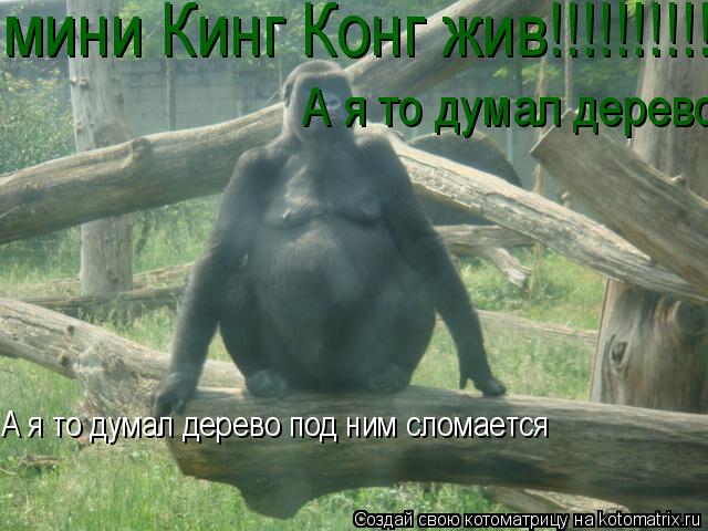 мини Кинг Конг жив!!!!!!!!!!!!!!!! А я то думал дерево под ним сломается А я то думал дерево под ним ... Котоматрица: мини Кинг Конг жив!!!!!!!!!!!!!!!! А я то думал дерево под ним сломается А я то думал дерево под ним сломается