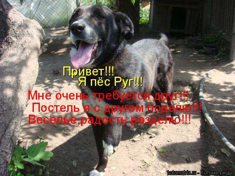 Привет!!! Я пёс Руг!!! Мне очень требуется друг!!! Постель я с другом поделю!!! Веселье,радость разде... Котоматрица: Привет!!! Я пёс Руг!!! Мне очень требуется друг!!! Постель я с другом поделю!!! Веселье,радость разделю!!!