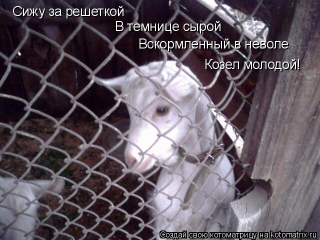 Сижу за решеткой В темнице сырой Вскормленный в неволе Козел молодой!... Котоматрица: Сижу за решеткой В темнице сырой Вскормленный в неволе Козел молодой!