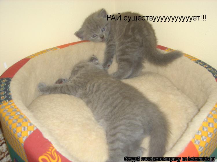 РАЙ существууууууууууует!!!... Котоматрица: РАЙ существууууууууууует!!!