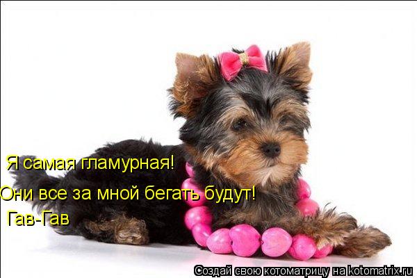 Я самая гламурная! Они все за мной бегать будут! Гав-Гав... Котоматрица: Я самая гламурная! Они все за мной бегать будут! Гав-Гав