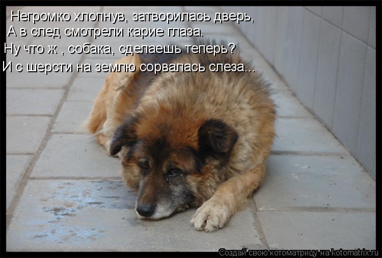 Негромко хлопнув, затворилась дверь, А в след смотрели карие глаза. Ну что ж , собака, сделаешь тепе... Котоматрица: Негромко хлопнув, затворилась дверь, А в след смотрели карие глаза. Ну что ж , собака, сделаешь теперь? И с шерсти на землю сорвалась слеза...