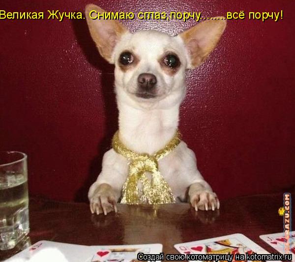 Великая Жучка. Снимаю сглаз,порчу........всё порчу!... Котоматрица: Великая Жучка. Снимаю сглаз,порчу........всё порчу!