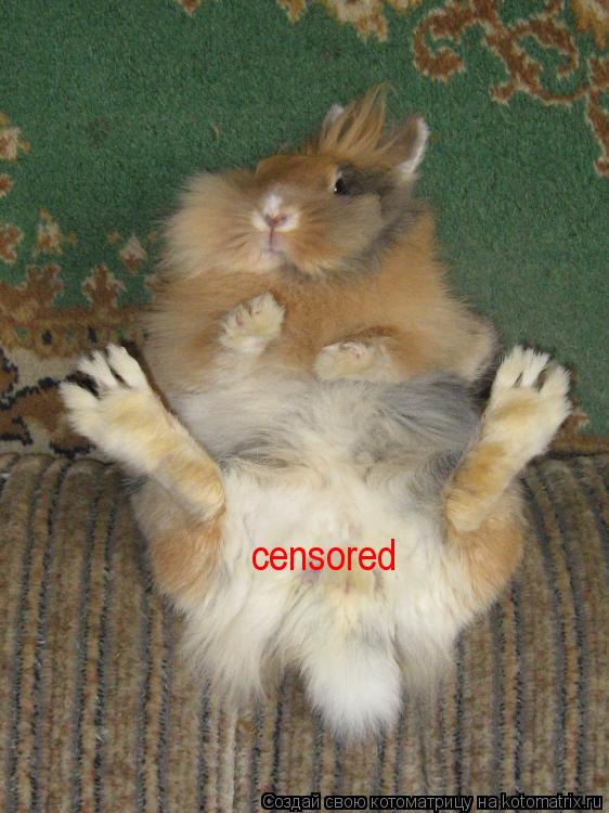 censored... Котоматрица: censored