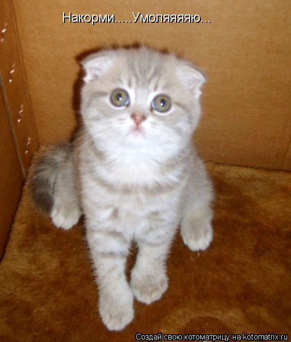 Накорми.....Умоляяяяю...... Котоматрица: Накорми.....Умоляяяяю...