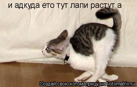 и адкуда ето тут лапи растут а... Котоматрица: и адкуда ето тут лапи растут а