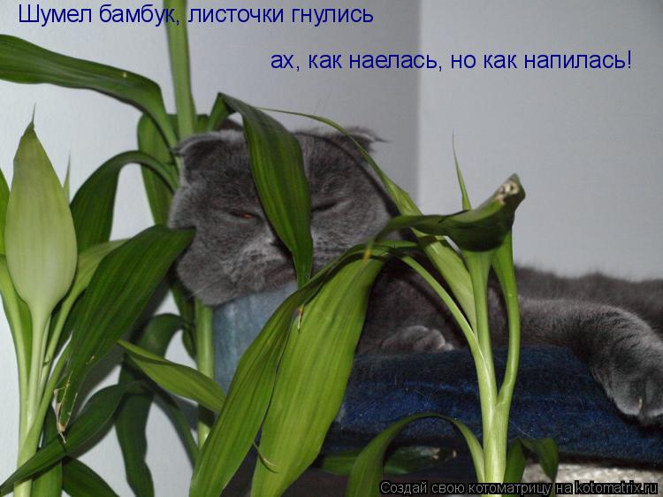 Шумел бамбук, листочки гнулись ах, как наелась, но как напилась!... Котоматрица: Шумел бамбук, листочки гнулись ах, как наелась, но как напилась!
