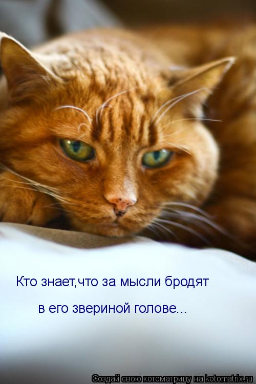 Кто знает,что за мысли бродят в его звериной голове...... Котоматрица: Кто знает,что за мысли бродят в его звериной голове...