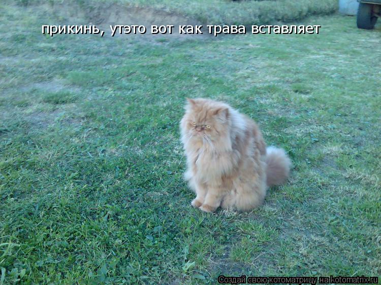 прикинь, утэто вот как трава вставляет... Котоматрица: прикинь, утэто вот как трава вставляет