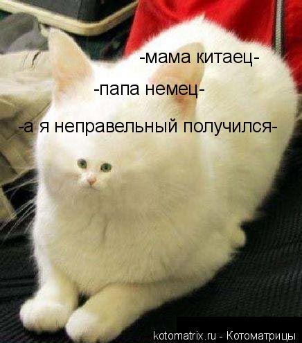 -мама китаец- -папа немец- -а я неправельный получился-... Котоматрица: -мама китаец- -папа немец- -а я неправельный получился-