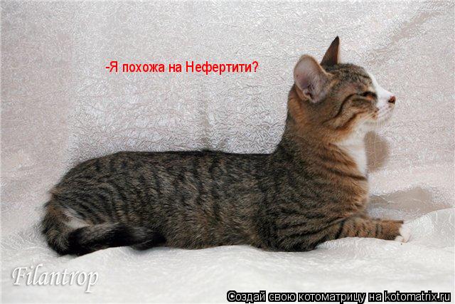 -Я похожа на Нефертити?... Котоматрица: -Я похожа на Нефертити?